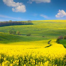 Apparecchiatura per pulizia settore agricolo e agricoltura